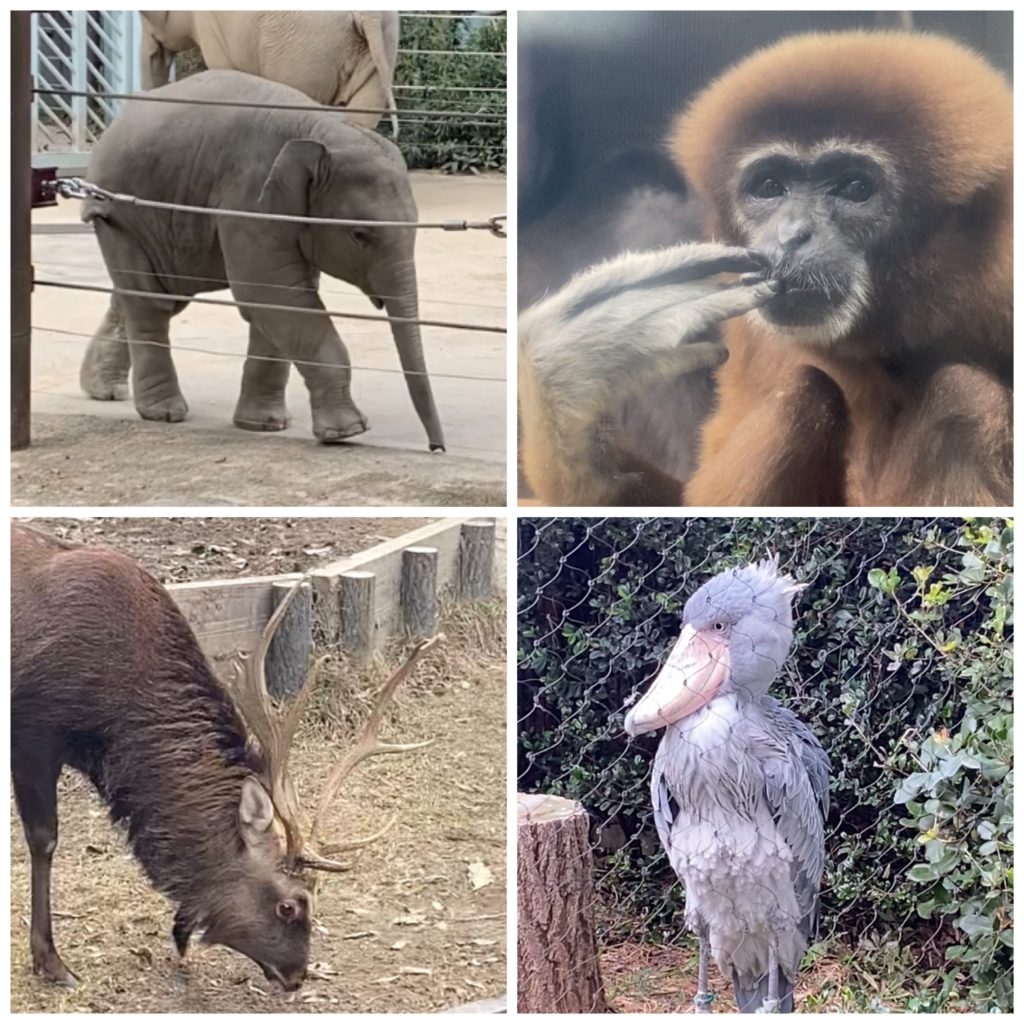 コロナ禍での上野動物園 年間パスポートの入手方法 私の仕事着も Couture Maison Yuri Toi ユリトワ